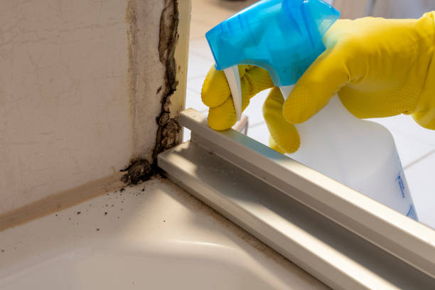 Best Attic Mold Removal  in Sappington, MO