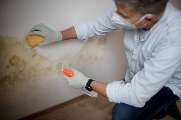 Best Mold Damage Repair  in Sappington, MO