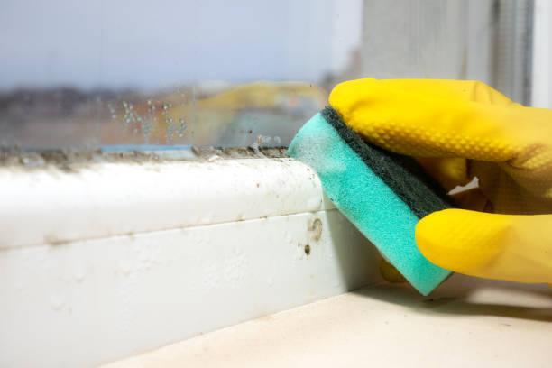 Best Attic Mold Removal  in Sappington, MO