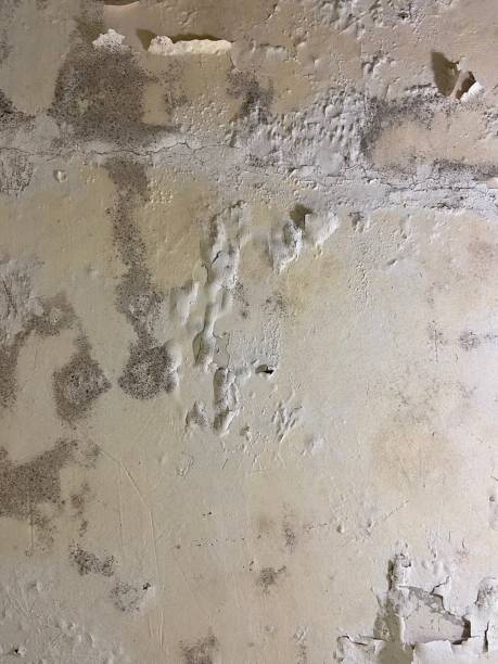 Best Certified Mold Removal  in Sappington, MO